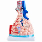 Pulmonary Alveoli Model